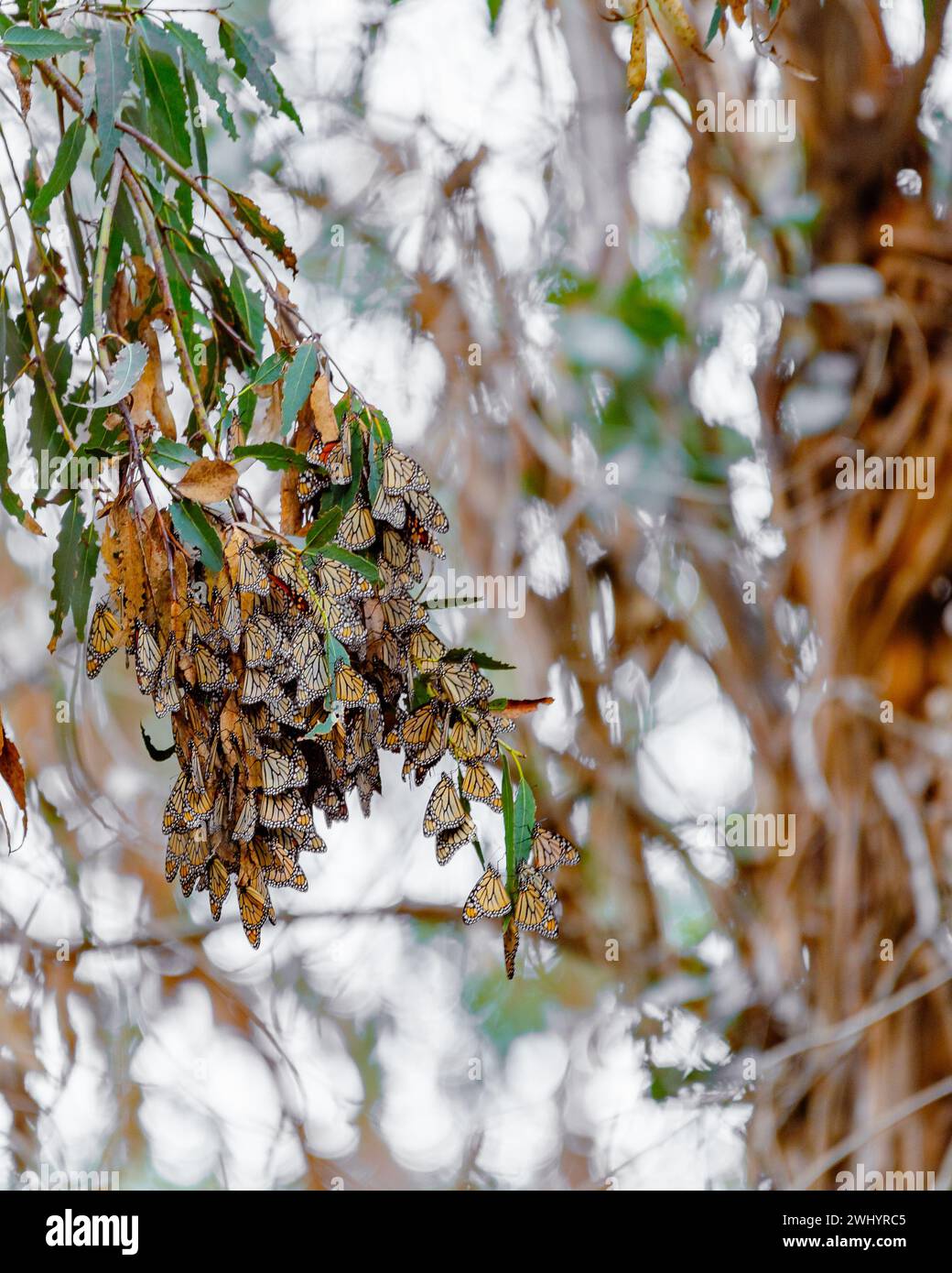Monarchi, riproduzione, Eucalyptus Tree, Santa Barbara, California, farfalla Orange Monarch, accoppiamento, migrazione, ammasso di farfalle, ciclo di vita Monarch Foto Stock