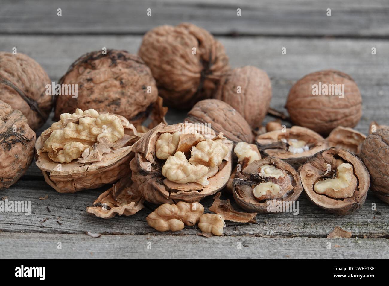 Juglans regia, noce, smistamento e piantine Foto Stock