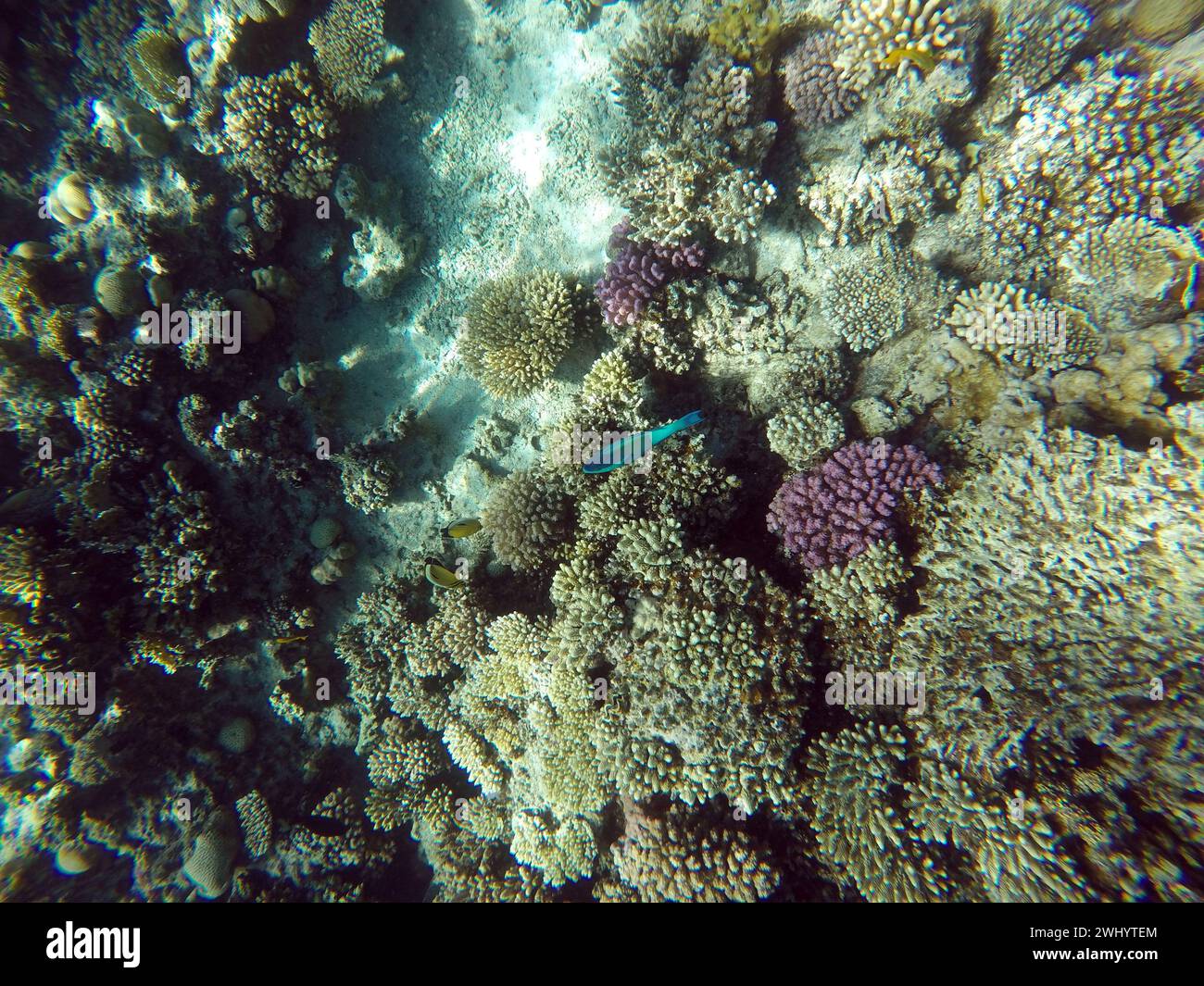 Hurghada, Egitto. 11 febbraio 2024. I pesci nuotano intorno ai coralli nel Mar Rosso a Hurghada, Egitto, 11 febbraio 2024. Crediti: Sui Xiankai/Xinhua/Alamy Live News Foto Stock