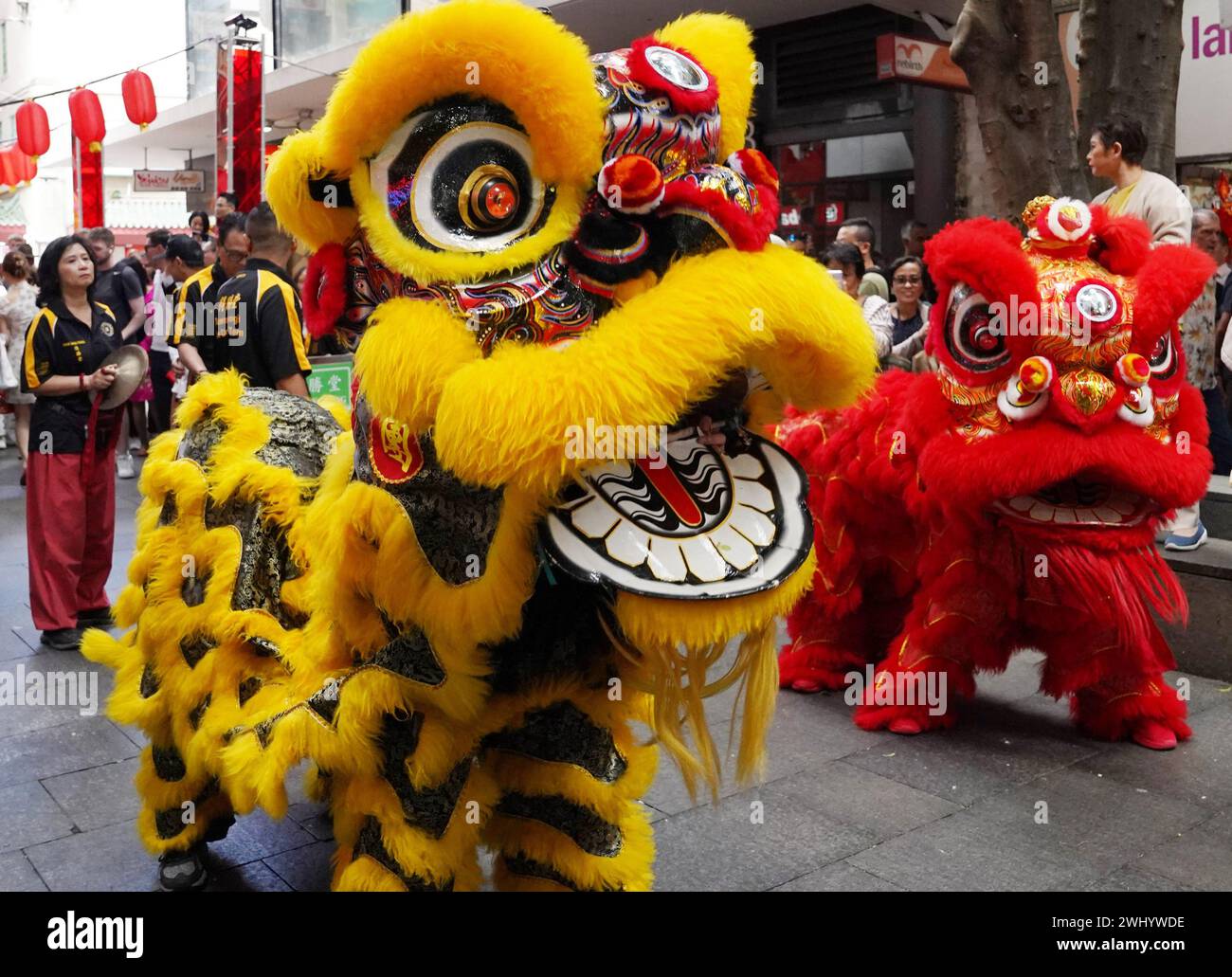 Sydney, Australia. 10 febbraio 2024. Gli artisti eseguono una danza del leone per celebrare il Capodanno lunare cinese a Chinatown di Sydney, Australia, 10 febbraio 2024. PER ANDARE CON "Feature: Abbracciare le usanze del Capodanno cinese, le tradizioni al Sydney Lunar Festival dell'Australia" crediti: Wang Qi/Xinhua/Alamy Live News Foto Stock