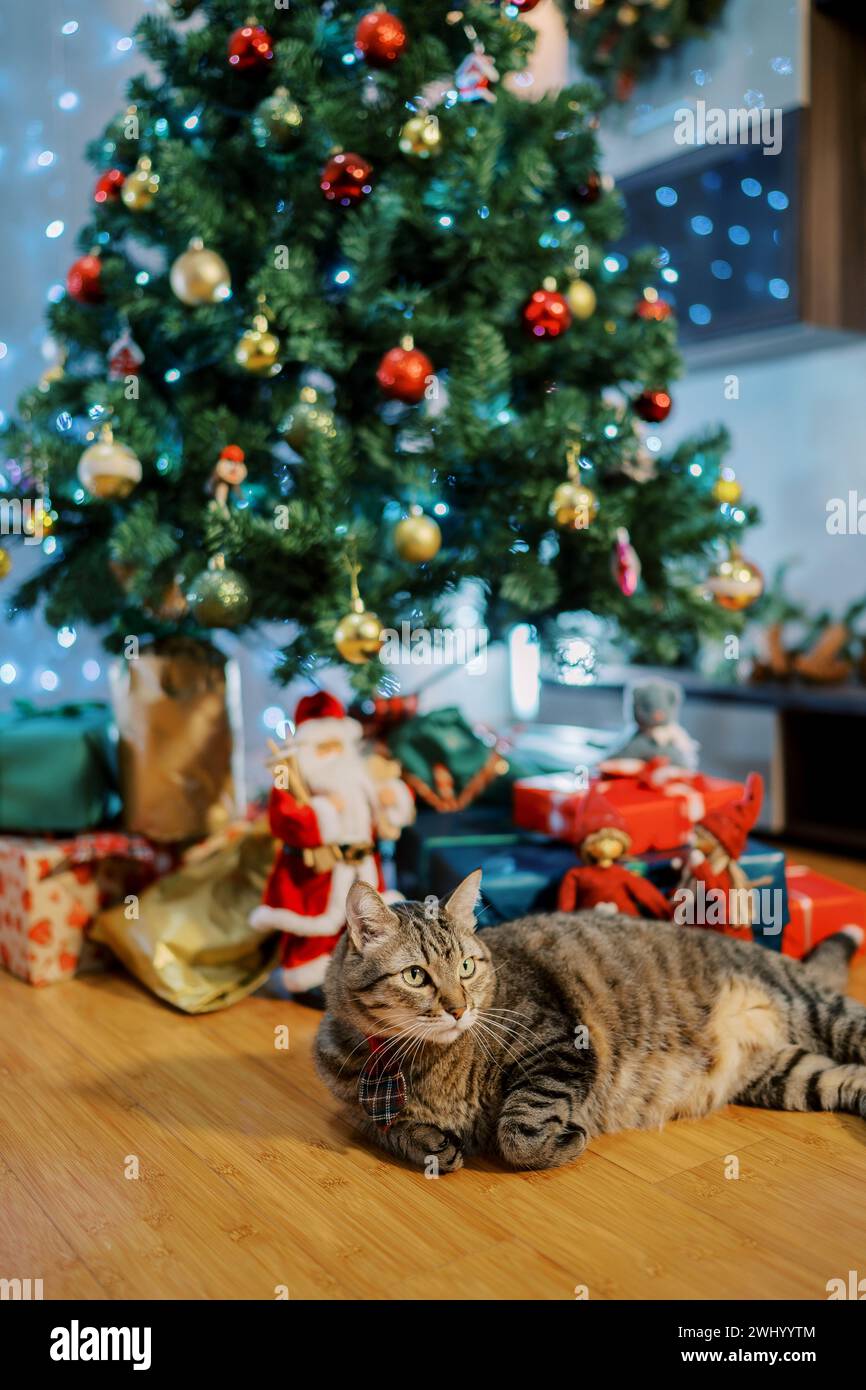 Il grande gatto giace sul pavimento sotto un albero di Natale decorato e guarda lontano Foto Stock