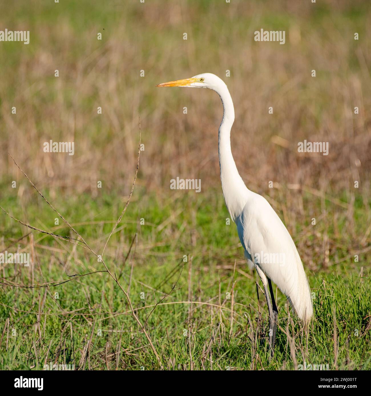 Great White Heron, habitat naturale, flora e fauna selvatiche, uccelli, erba alta, decollo, Flying, Wetland, Marshland, Waterbird Foto Stock