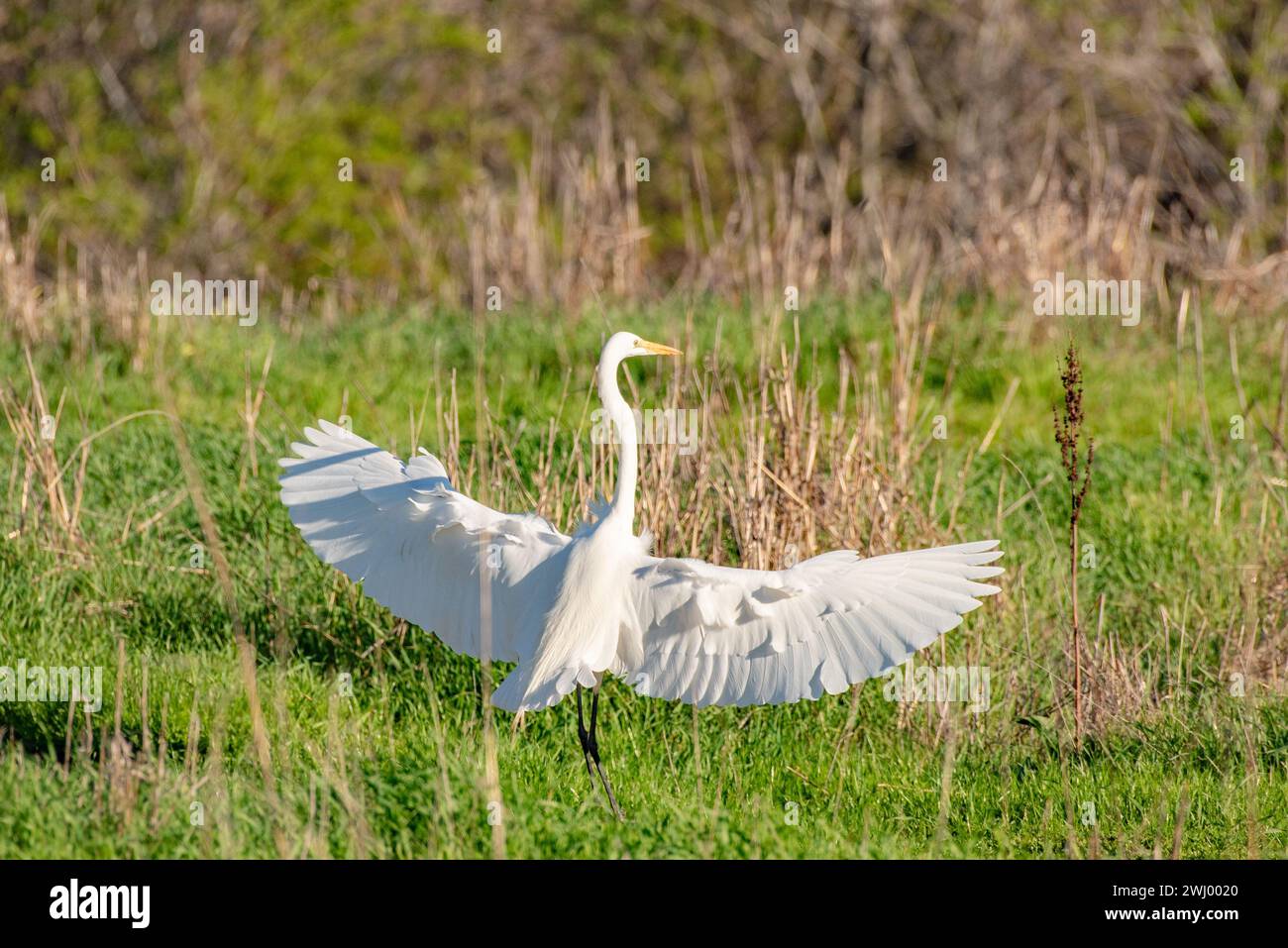 Great White Heron, habitat naturale, flora e fauna selvatiche, uccelli, erba alta, decollo, Flying, Wetland, Marshland, Waterbird Foto Stock