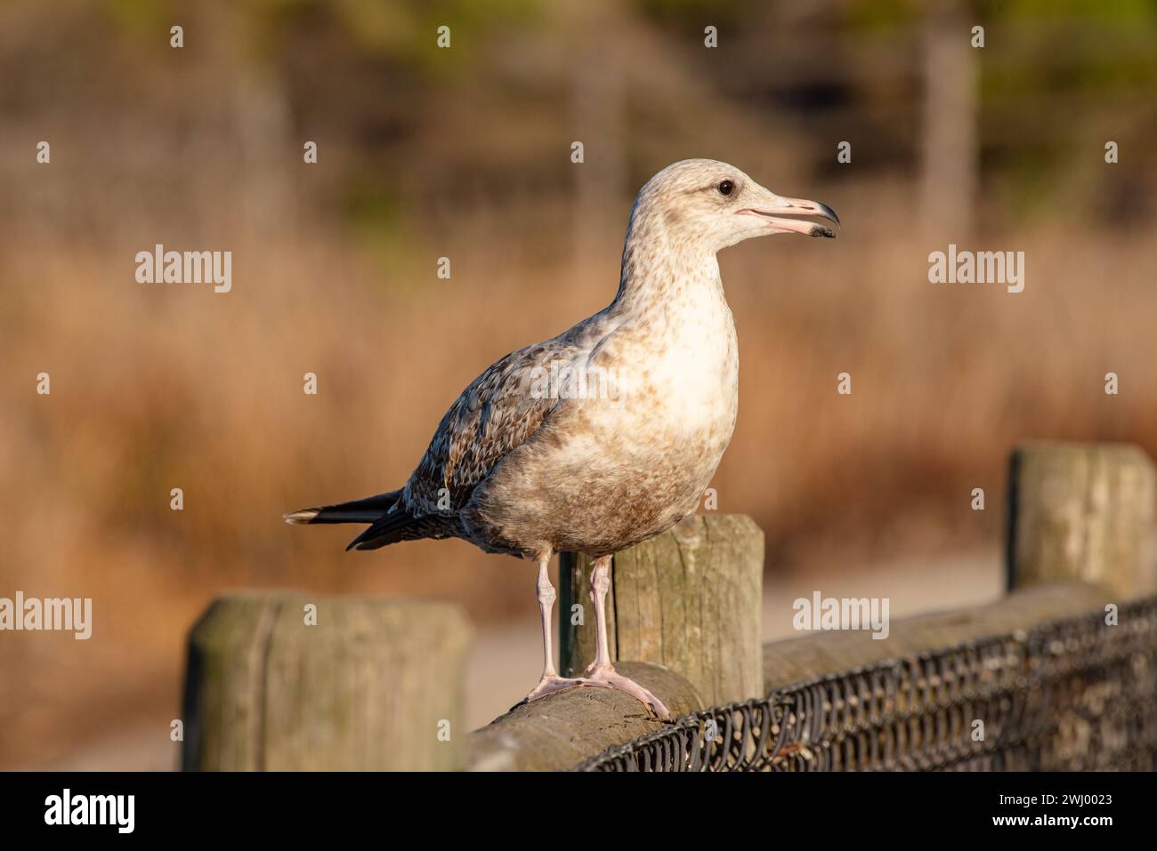 Gabbiani della California, viste ravvicinate, in piedi, in volo, stretching, gabbiano, Santa Barbara, uccelli costieri Foto Stock