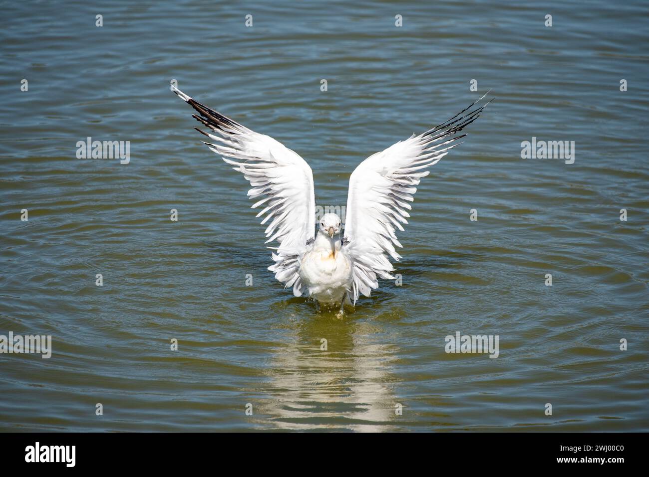 Gabbiani della California, viste ravvicinate, in piedi, in volo, stretching, gabbiano comune, Santa Barbara, uccelli costieri, Ritratto gabbiano Foto Stock