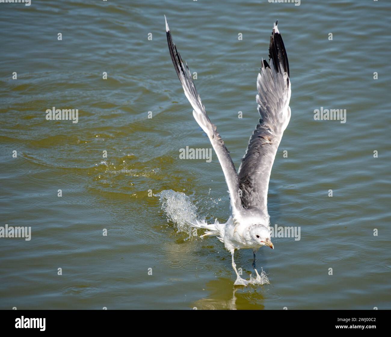 Gabbiani della California, viste ravvicinate, in piedi, in volo, stretching, gabbiano comune, Santa Barbara, uccelli costieri, Ritratto gabbiano Foto Stock