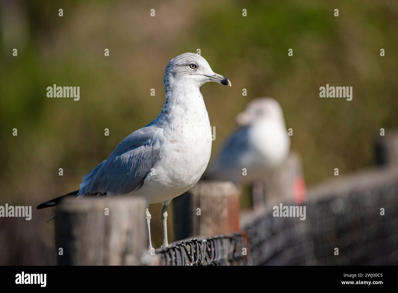 Gabbiani della California, viste ravvicinate, in piedi, in volo, stretching, gabbiano comune, Santa Barbara, uccelli costieri, Ritratto gabbiano Foto Stock