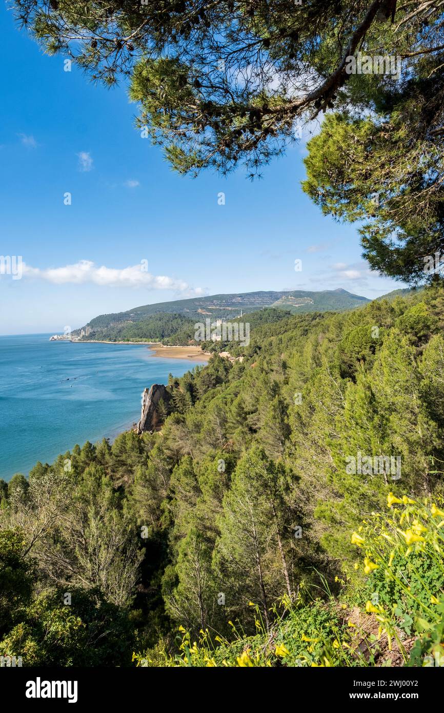 Verde primaverile nel Parco naturale di Arrábida vicino a Setúbal, Portogallo Foto Stock