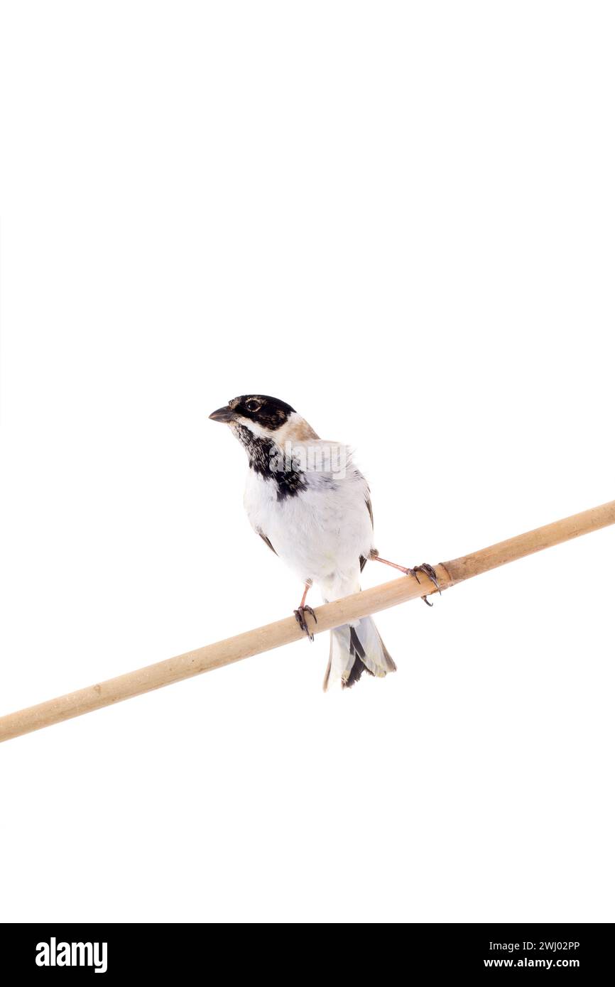 reed bunting isolato su uno sfondo bianco Foto Stock