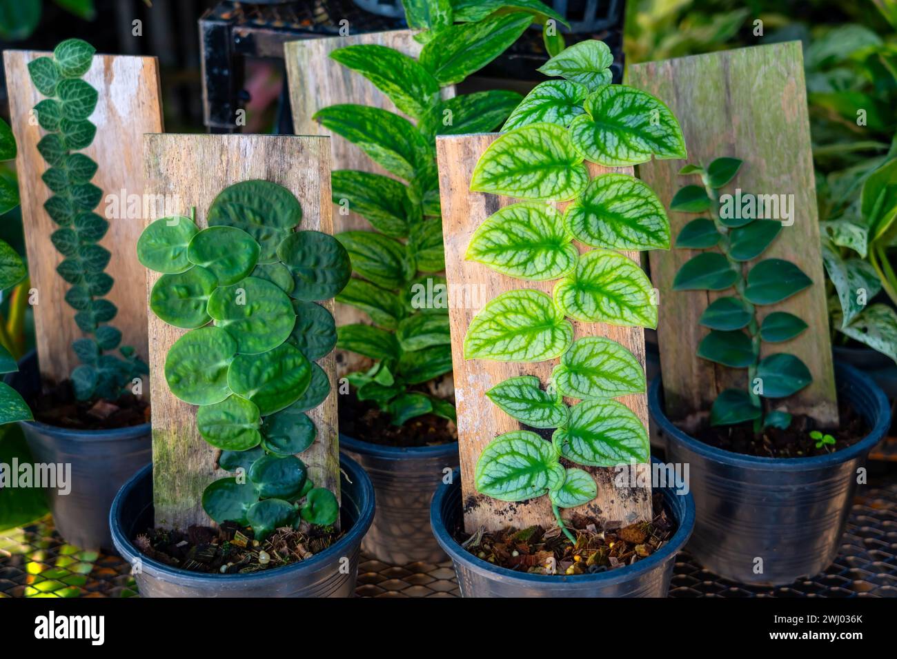 Monstera Dubia albero di crescita che cresce su un supporto artificiale di bordo, vasi con piante alla vendita del mercato. Foto Stock