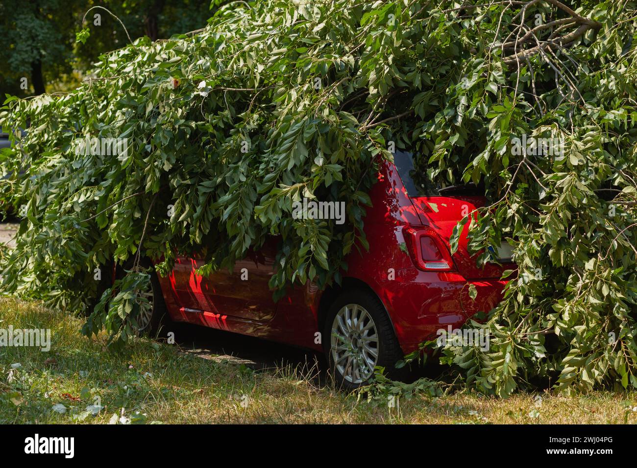 L'auto rossa si è schiantata sotto l'albero caduto dopo una grande tempesta Foto Stock