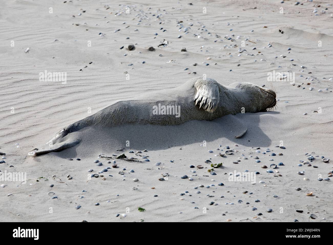 Foca marina morta (Phoca vitulina) nella riserva naturale, Norderney, Germania, Europa Foto Stock
