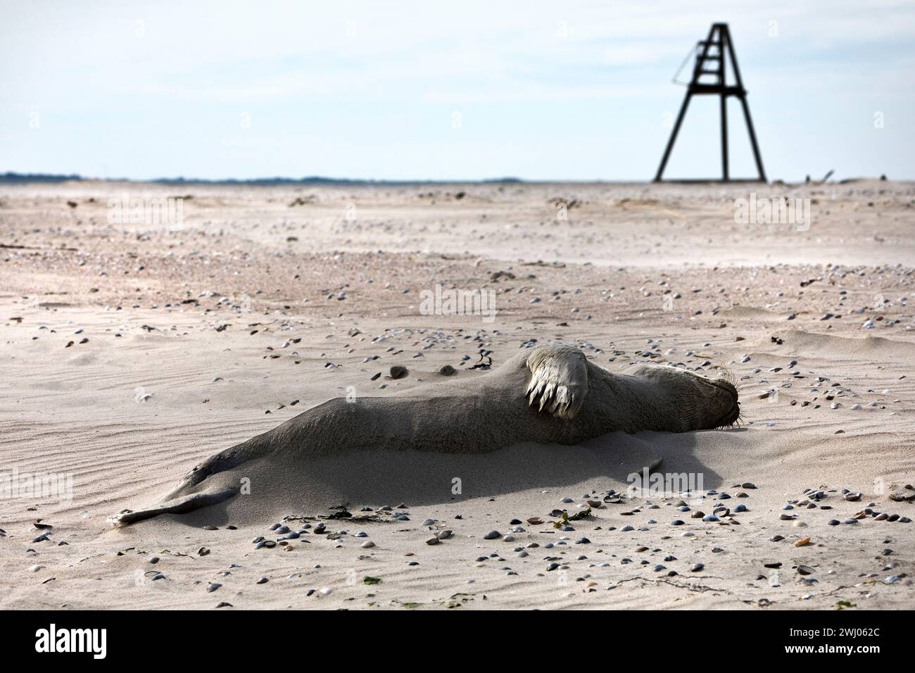 Foca marina morta (Phoca vitulina) nella riserva naturale, Norderney, Germania, Europa Foto Stock