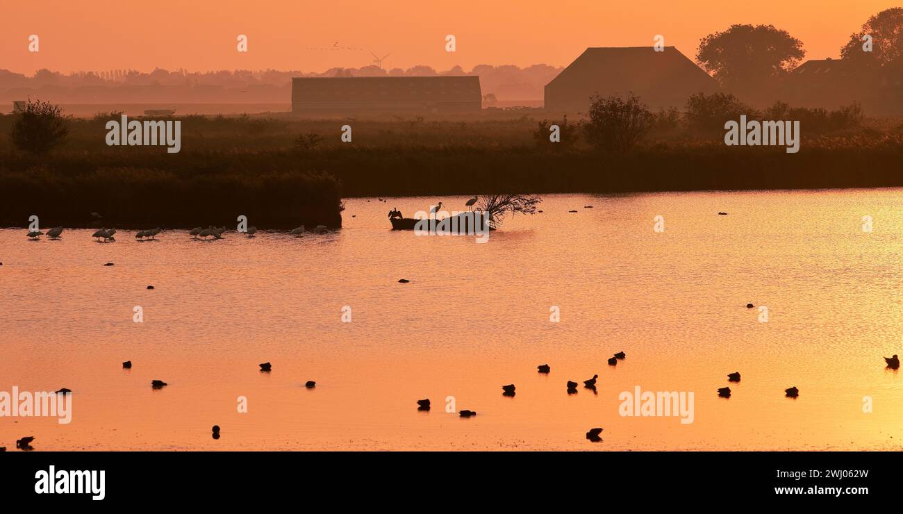 Riserva naturale Hauener Puette al mattino presto, Krummhoern, Frisia orientale, Germania, Europa Foto Stock