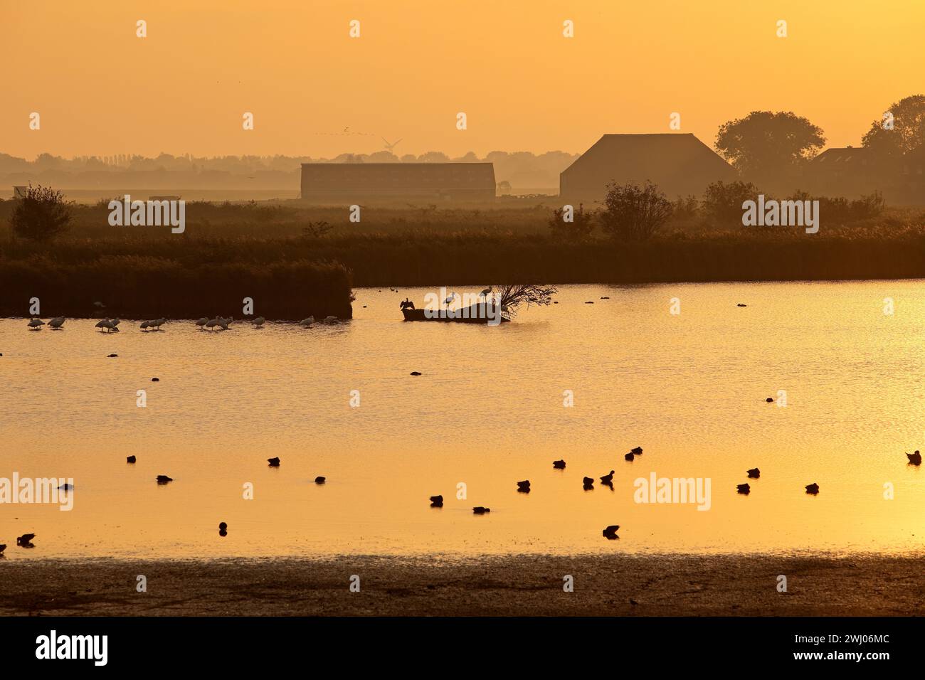 Riserva naturale Hauener Puette al mattino presto, Krummhoern, Frisia orientale, Germania, Europa Foto Stock