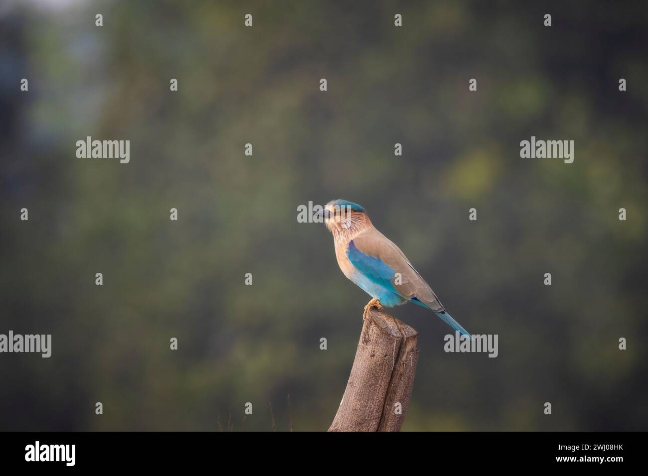 Rullo indiano, Coracias benghalensis, Madhya Pradesh, India Foto Stock