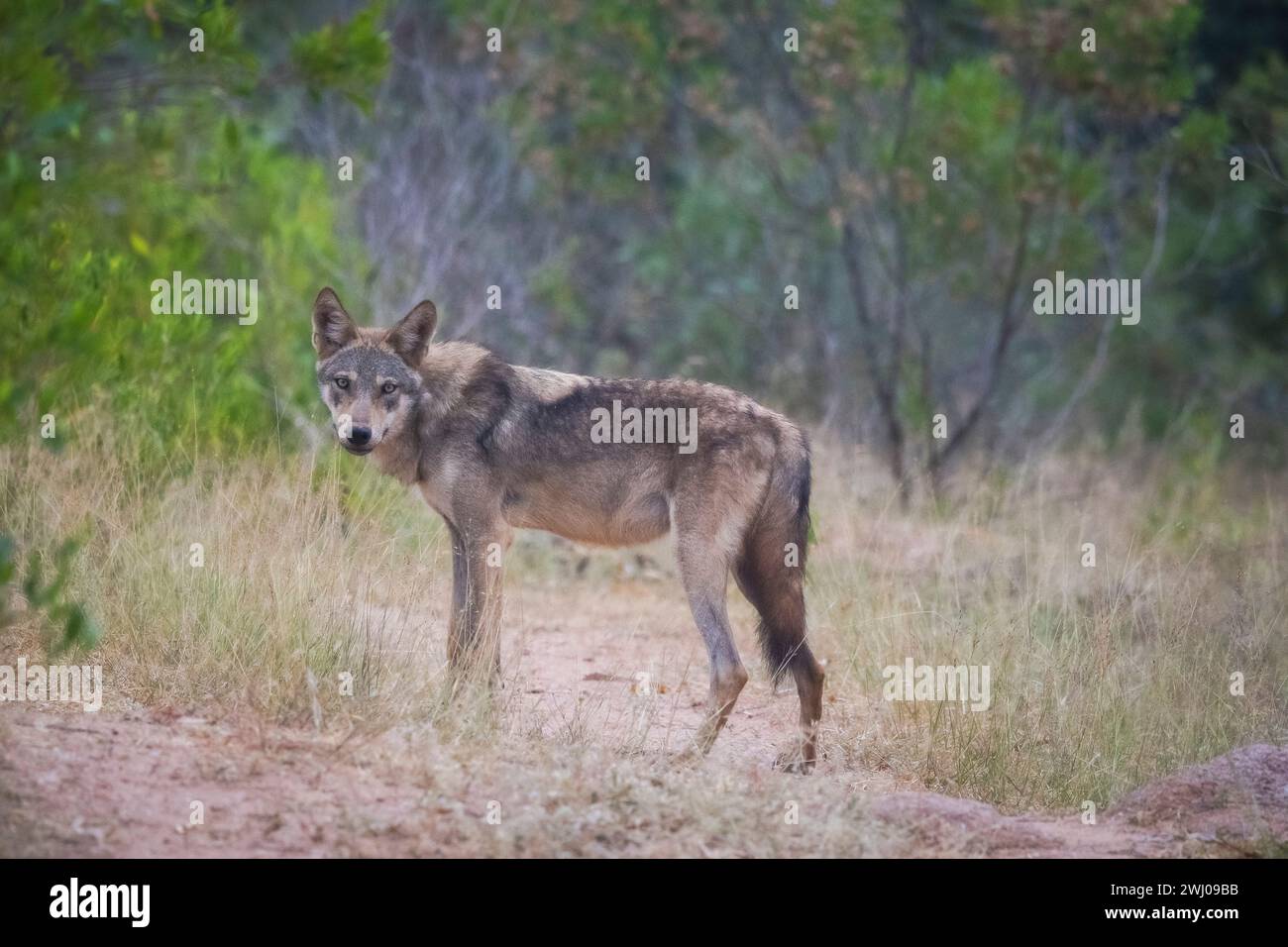 Lupo indiano, Canis lupus pallipes, lupo, lupo maschio, passeggiata, canid, Karnataka, India Foto Stock