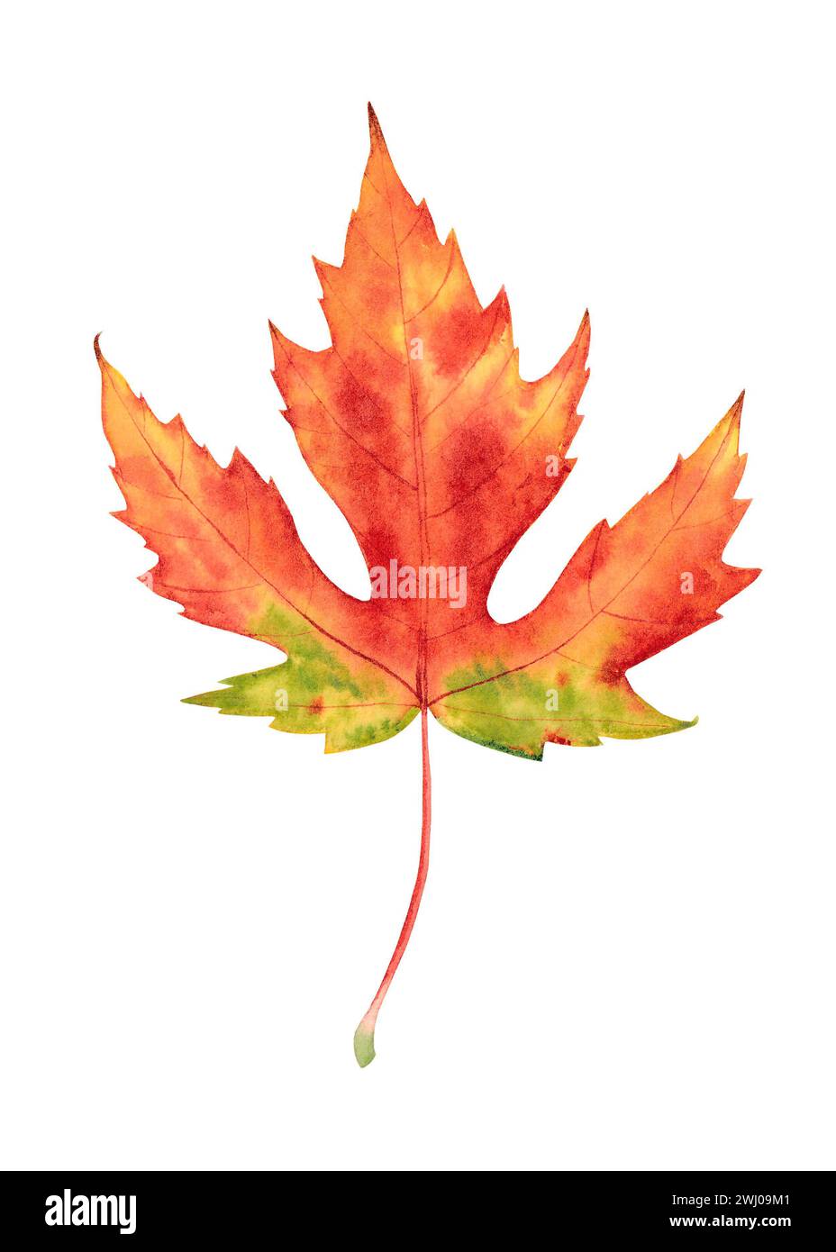 La cascata di acquerello lascia isolata su sfondo bianco. Illustrazione disegnata a mano Foto Stock