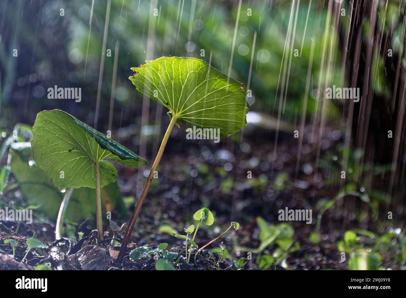 Una pianta ha venature molto luminose, sembra che stia godendo la pioggia Foto Stock