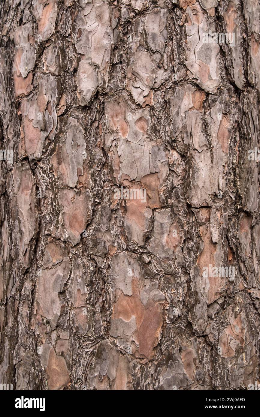 Corteccia di un vecchio pino perenne ravvicinato come sfondo naturale in legno Foto Stock