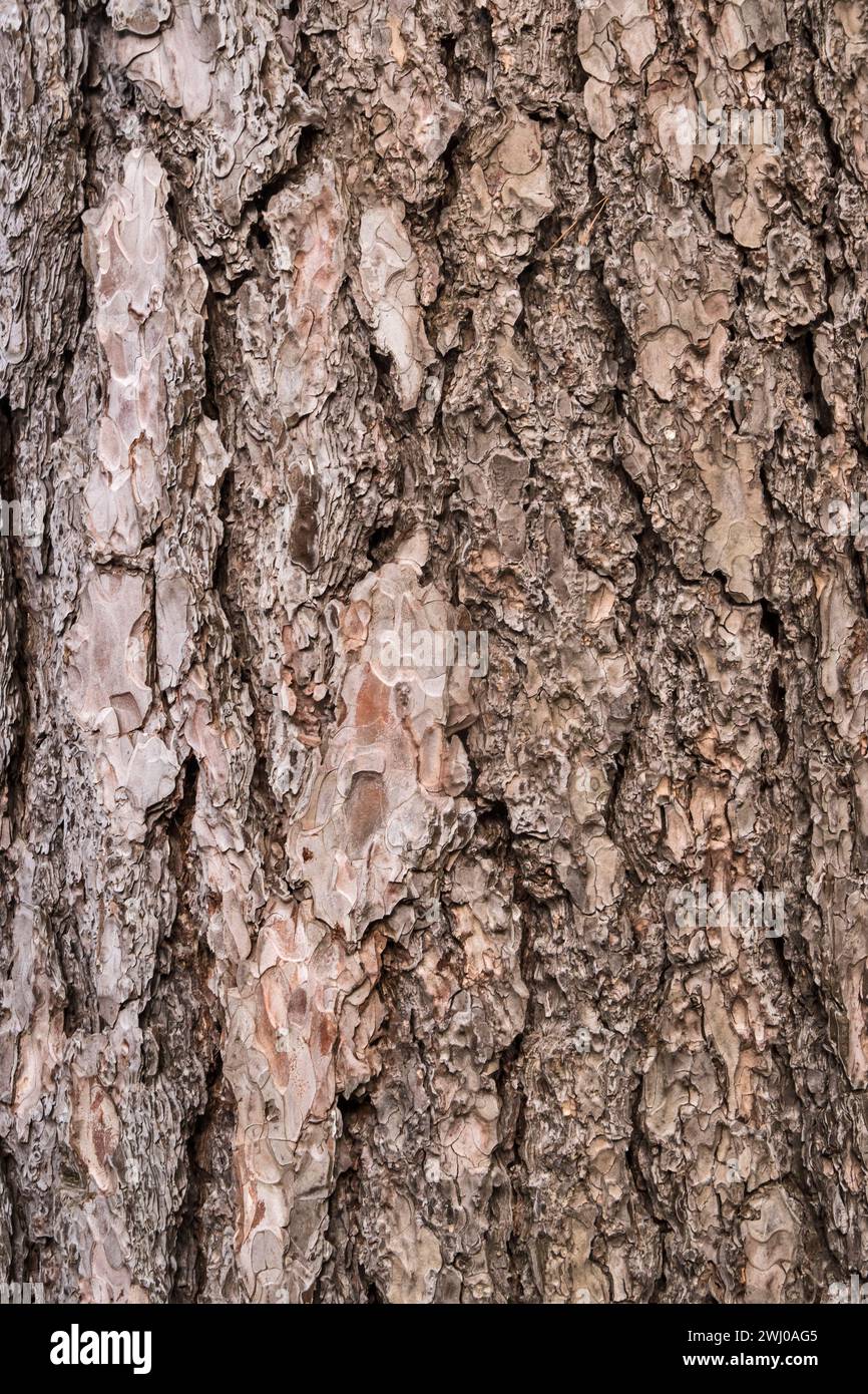 Corteccia di un vecchio pino perenne ravvicinato come sfondo naturale in legno Foto Stock