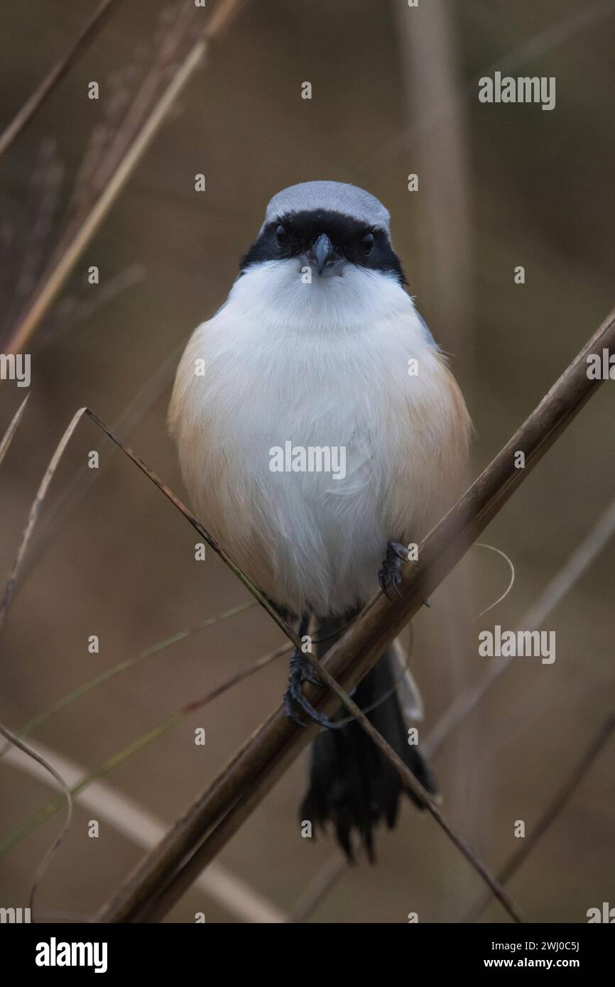 Shrike, Lanius schach, panna , Madhya Pradesh, India Foto Stock