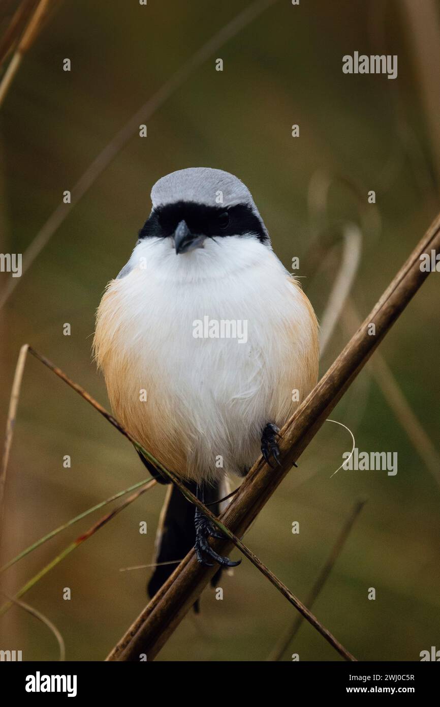 Shrike, Lanius schach, panna , Madhya Pradesh, India Foto Stock