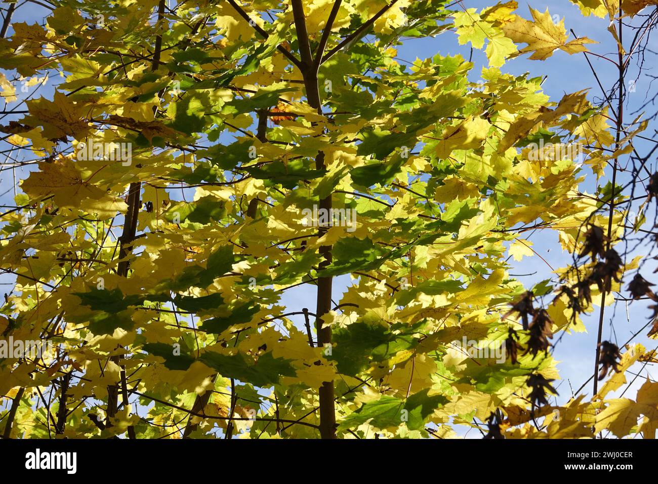 Acer platanoides, acero di Norvegia, autunno Foto Stock