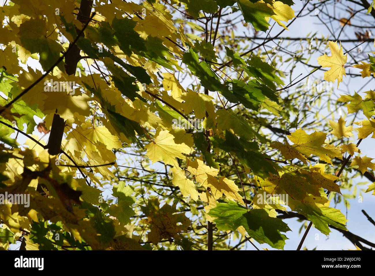 Acer platanoides, acero di Norvegia, autunno Foto Stock