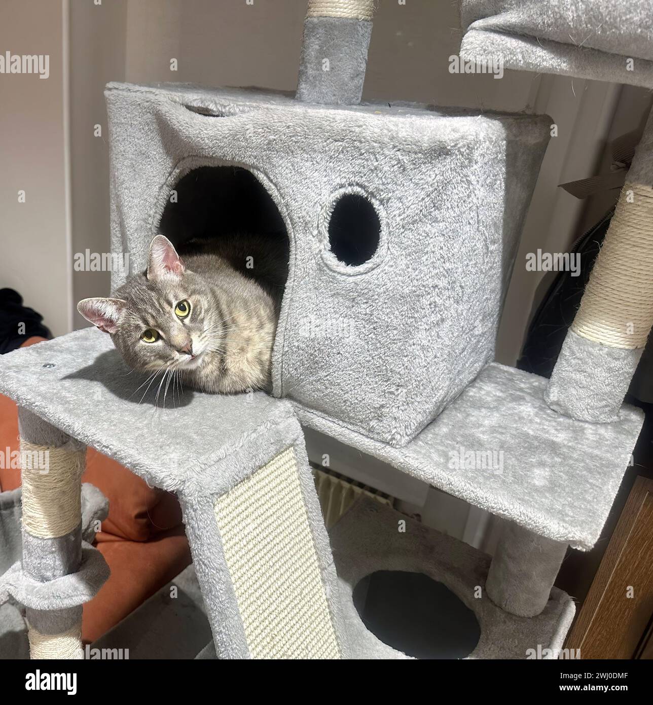 Cozy Hideaway: Tabby Cat che sbircia fuori da una lussuosa fortezza di Cat Tree Foto Stock