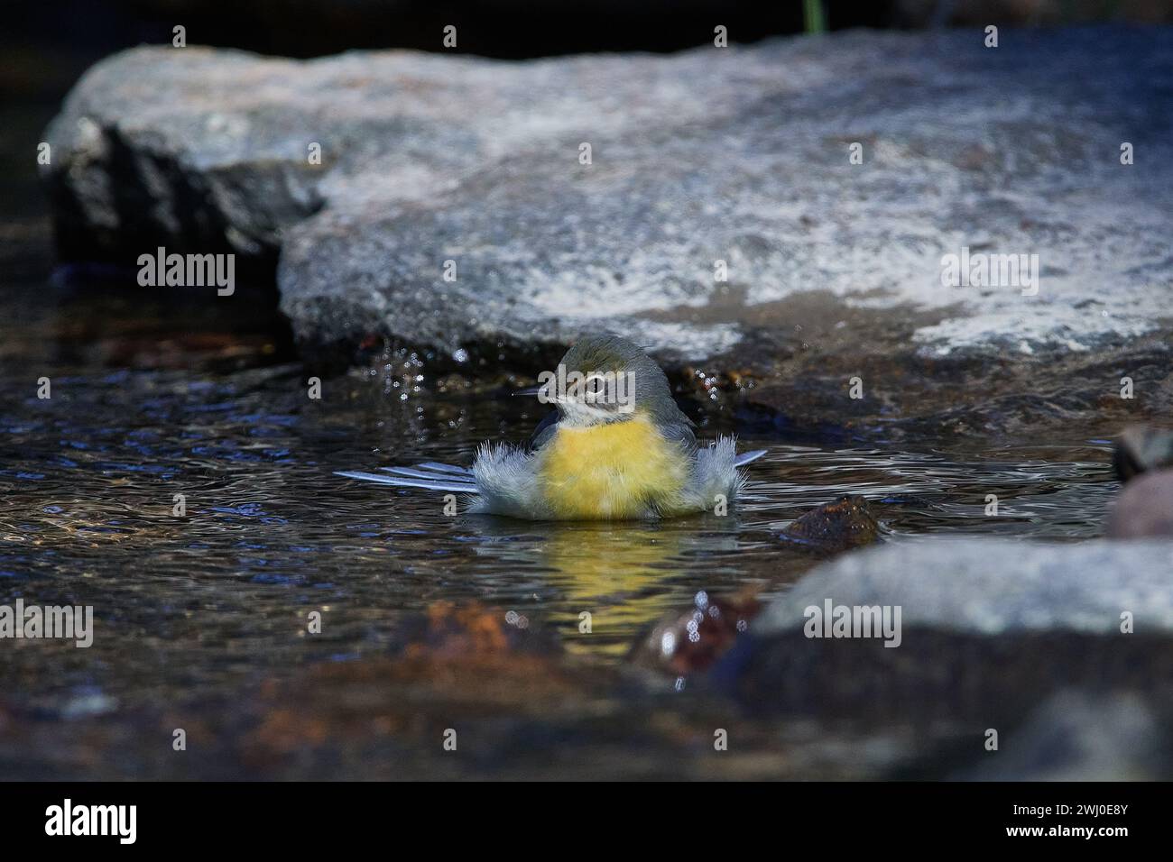 Coda di cavallo grigia in primavera sulla Sprea nell'alta Lusazia Foto Stock