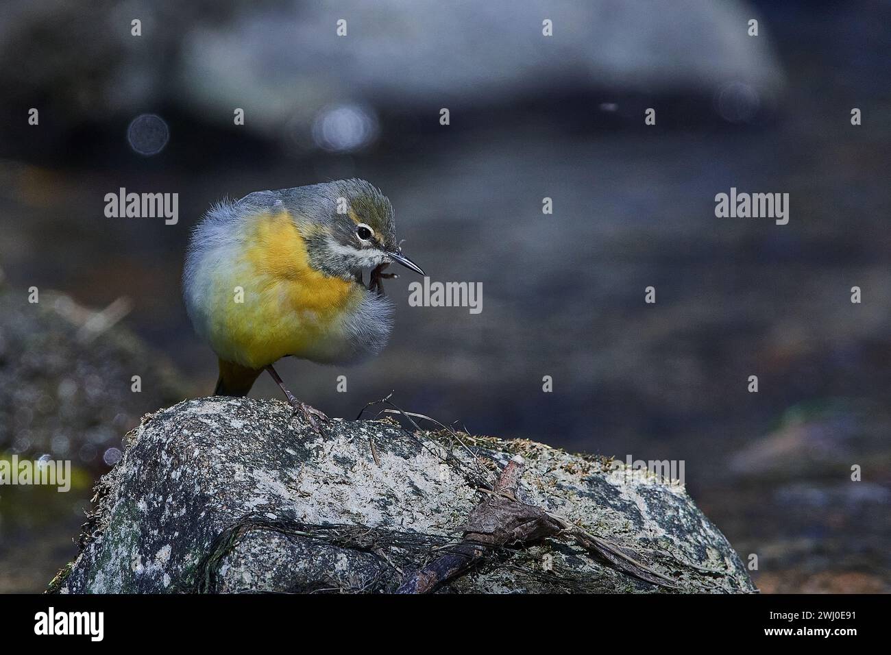 Coda di cavallo grigia in primavera sulla Sprea nell'alta Lusazia Foto Stock
