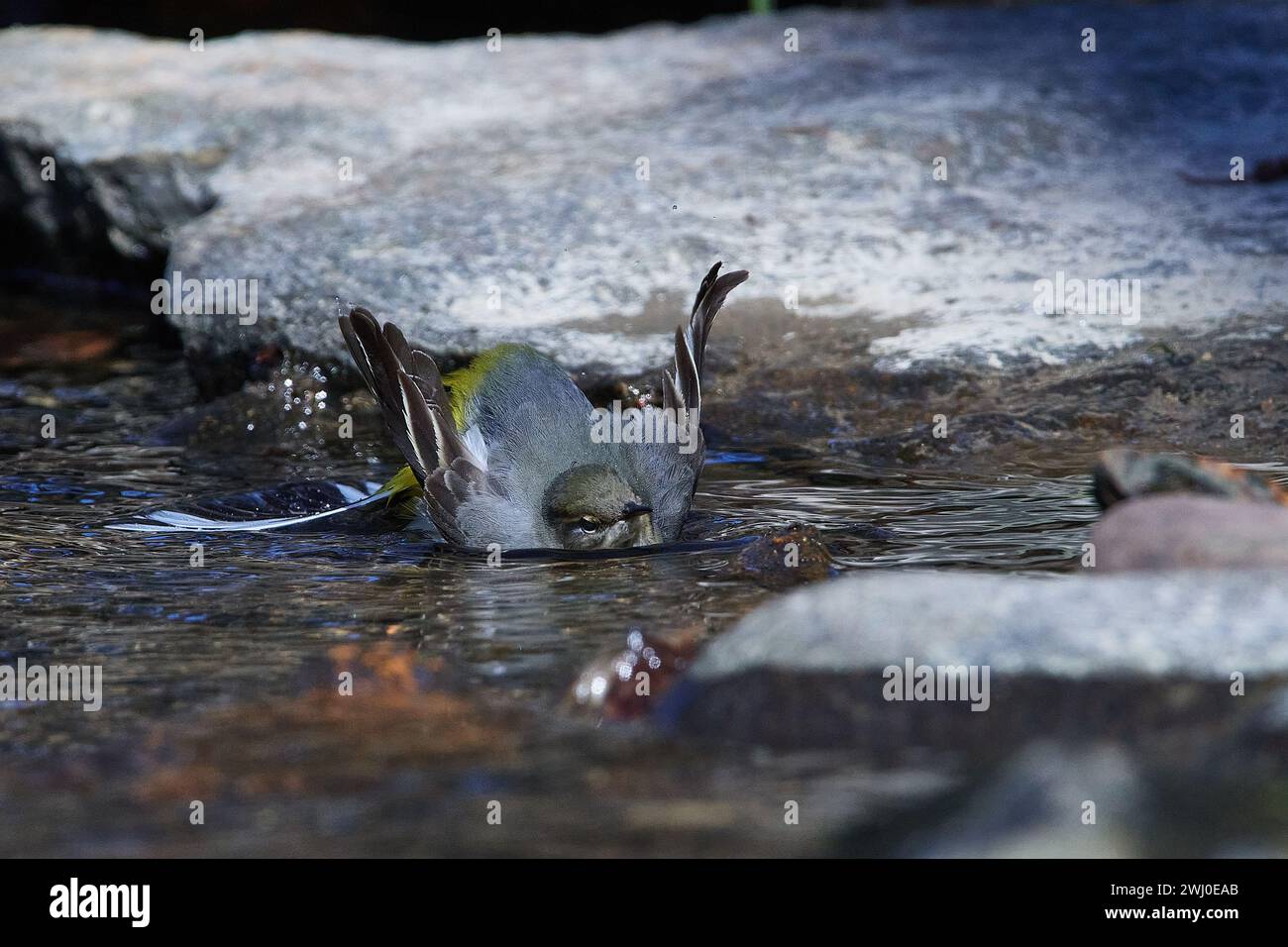 Coda di cavallo grigia in primavera sulla Sprea nell'alta Lusazia Foto Stock
