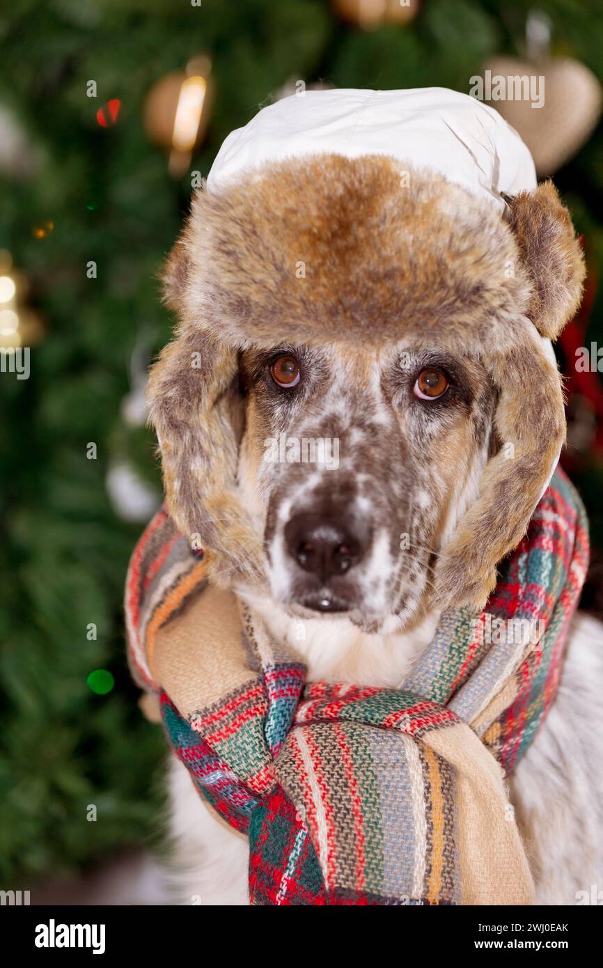 Grande cane in cappello invernale e albero di Natale Foto Stock