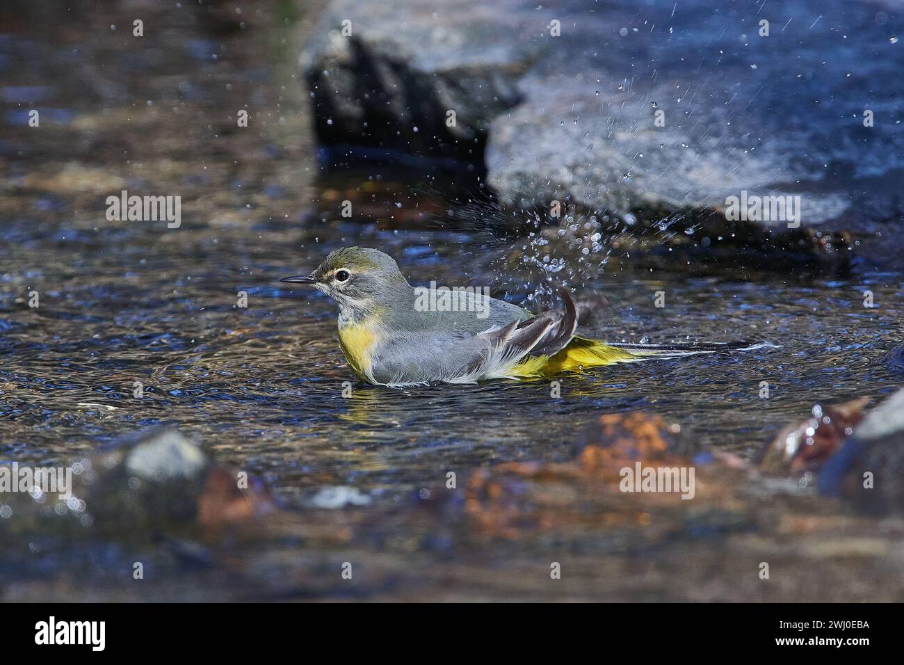 Coda di cavallo grigia in primavera sulla Sprea nell'alta Lusazia Foto Stock