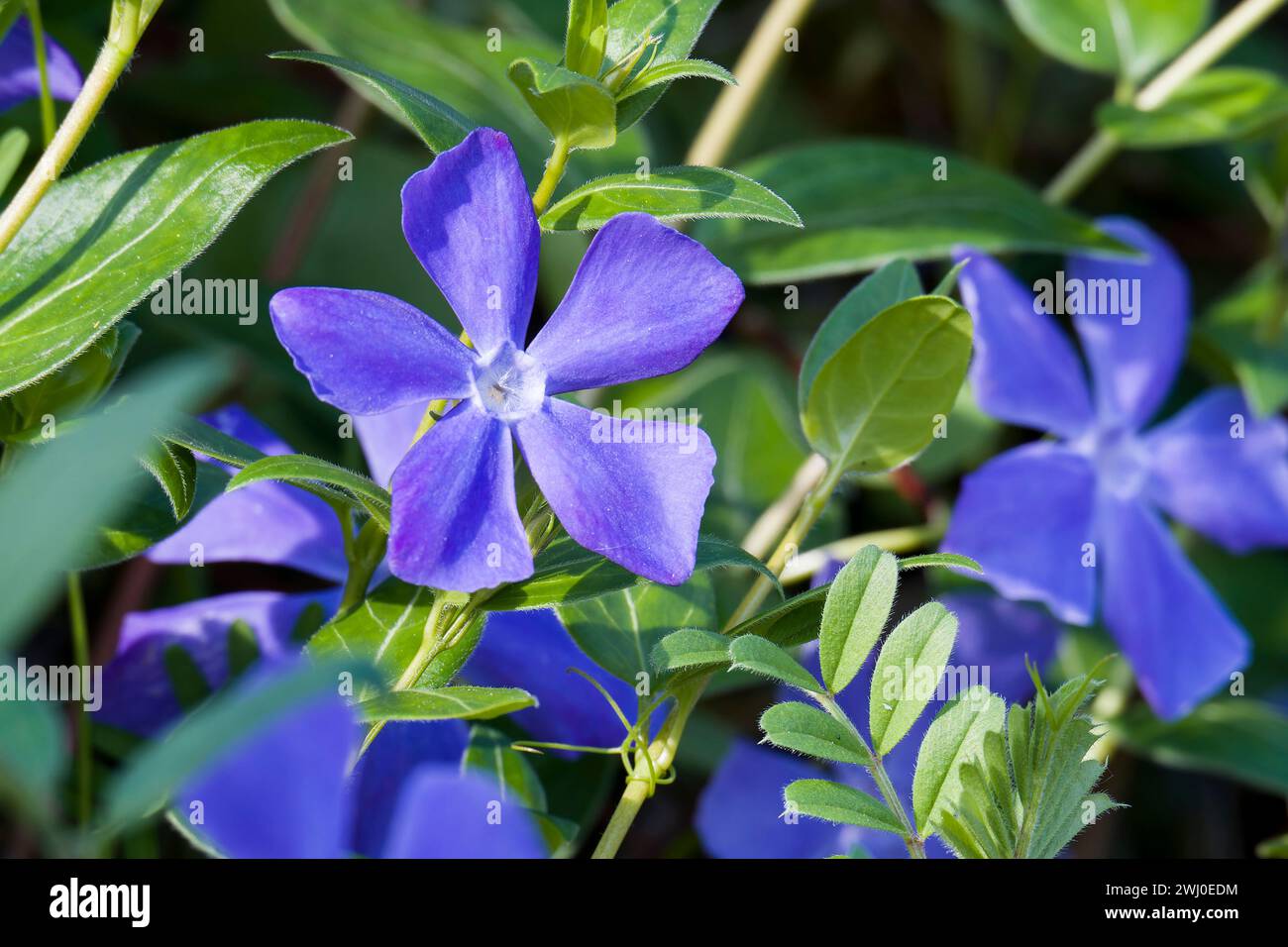 Biglia periwinkle o periwinkle grande Foto Stock