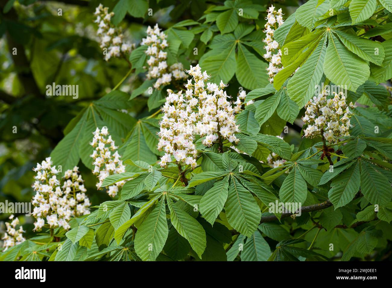 Castagno (Aesculus hippocastanum) in primavera Foto Stock
