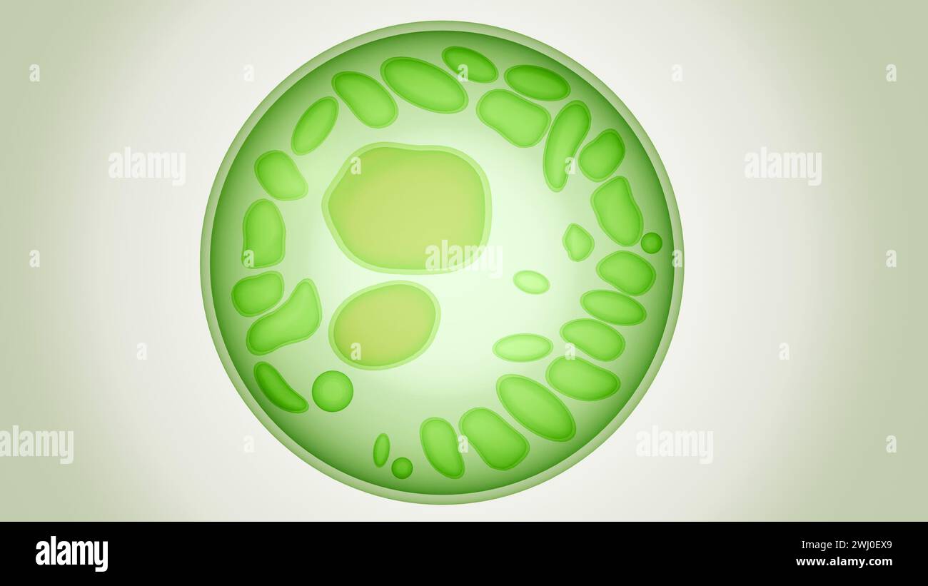 Rendering 3d delle cellule di alghe, contengono tre tipi di organelli: Il nucleo, il cloroplast e il mitocondrio. Foto Stock