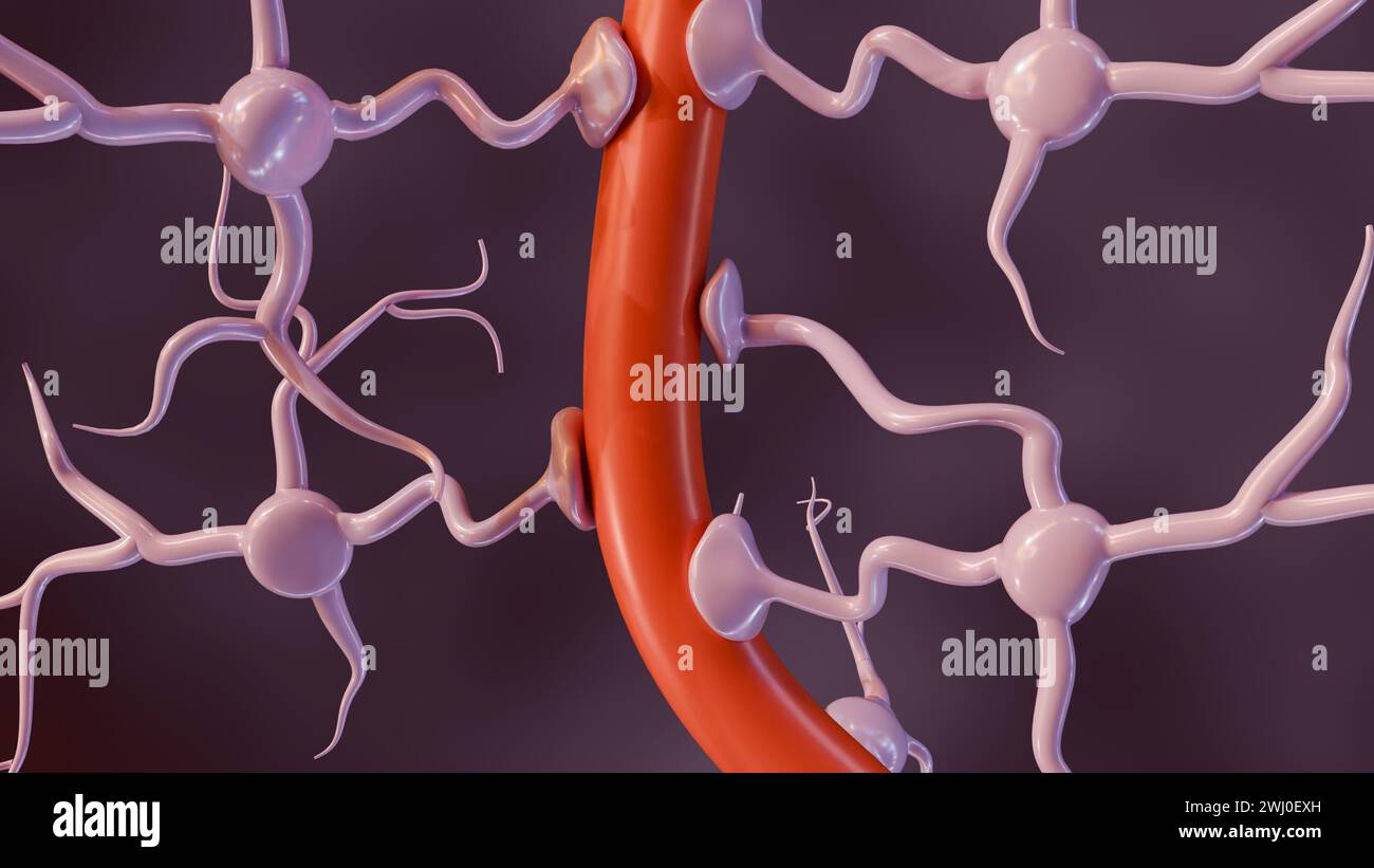 rendering 3d di astrociti con vasi sanguigni, ampiamente presenti in tutto il cervello e il midollo spinale. Foto Stock