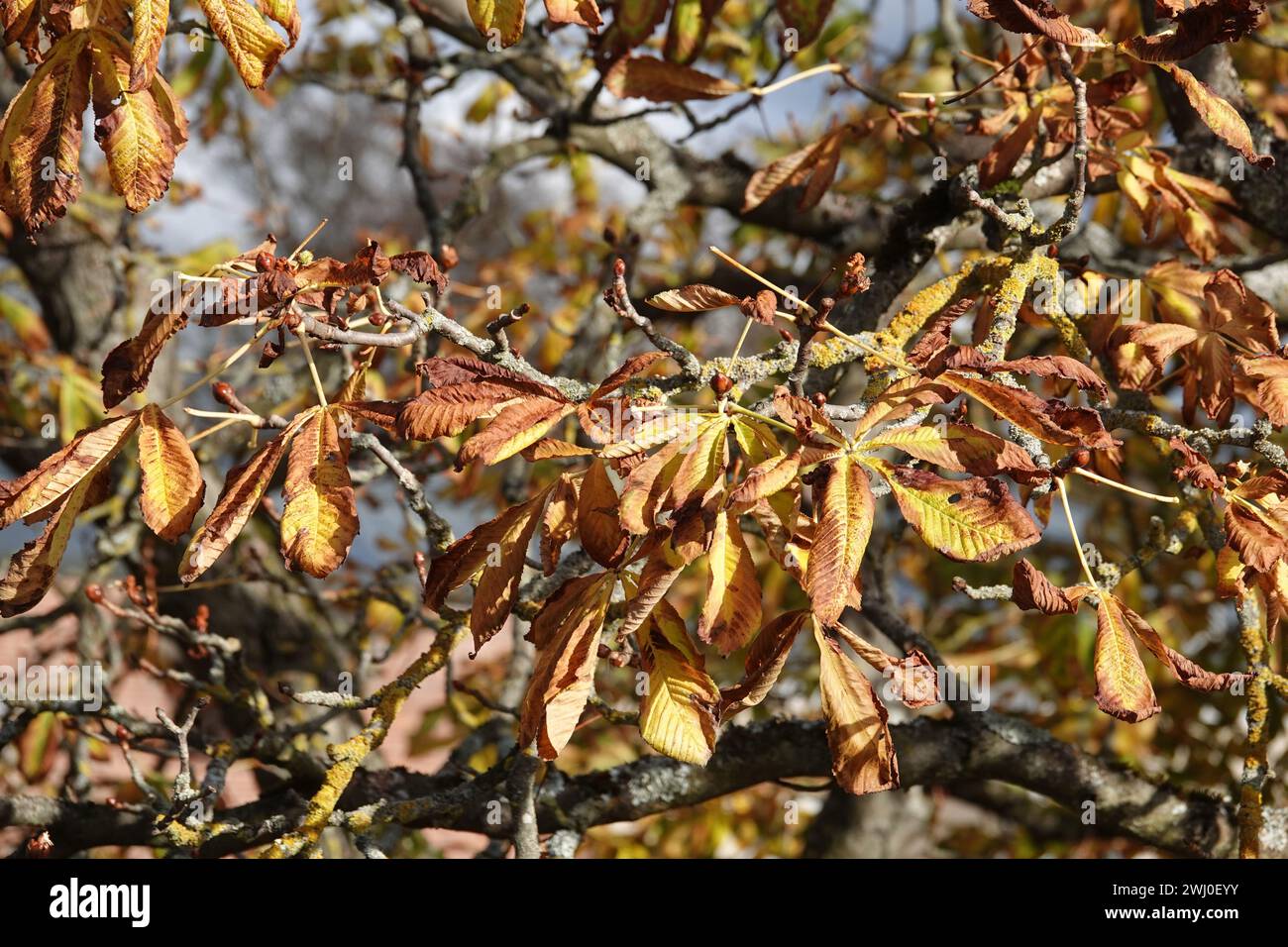 Aesculus hippocastanum, ippocastano, foglie autunnali e gemme fresche Foto Stock