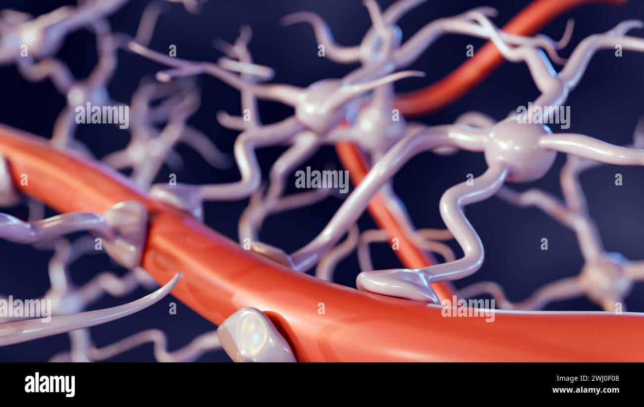 rendering 3d di astrociti con vasi sanguigni, ampiamente presenti in tutto il cervello e il midollo spinale. Foto Stock
