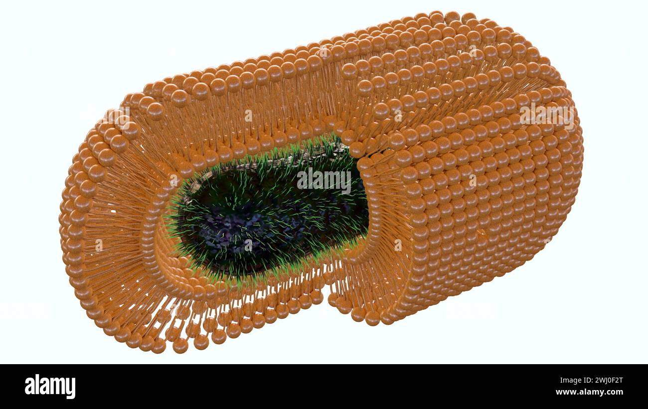 Il rendering 3d dei batteri è rivestito con una membrana lipidica extra auto-assemblata per migliorare la loro sopravvivenza contro gli attacchi ambientali. Foto Stock