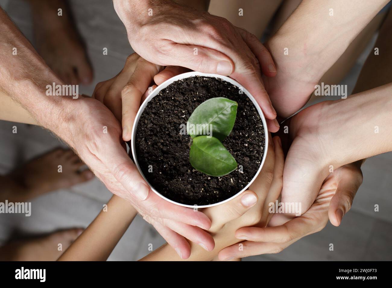 Mani umane che tengono la pianta verde in vaso su sfondo grigio, vista dall'alto. Concetto di protezione dell'ambiente Foto Stock