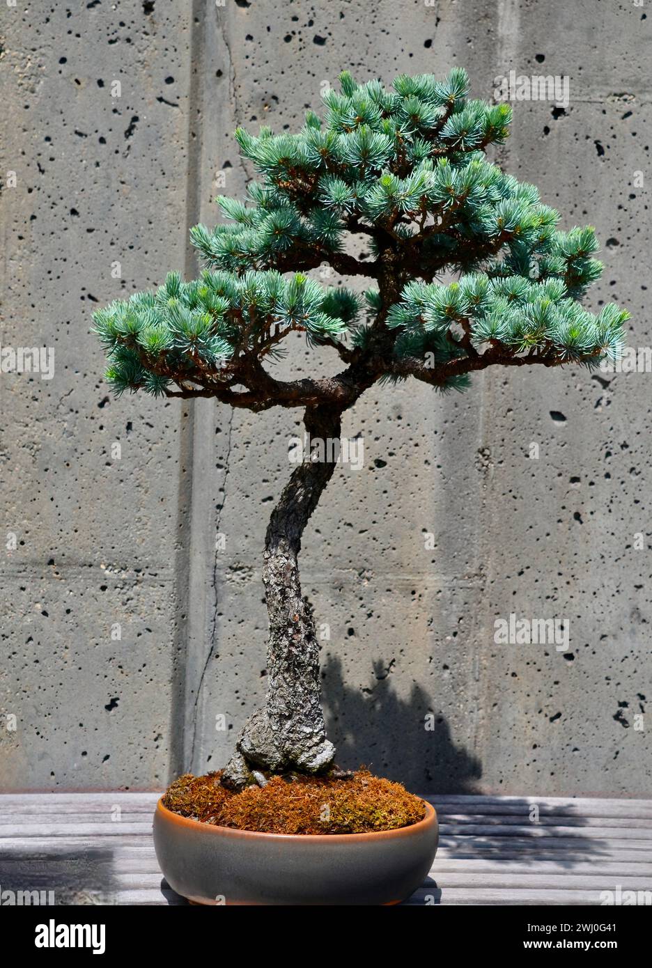 Un albero Bonsai di cedro dell'Atlante Blu adornato da vivaci rami verdi Foto Stock