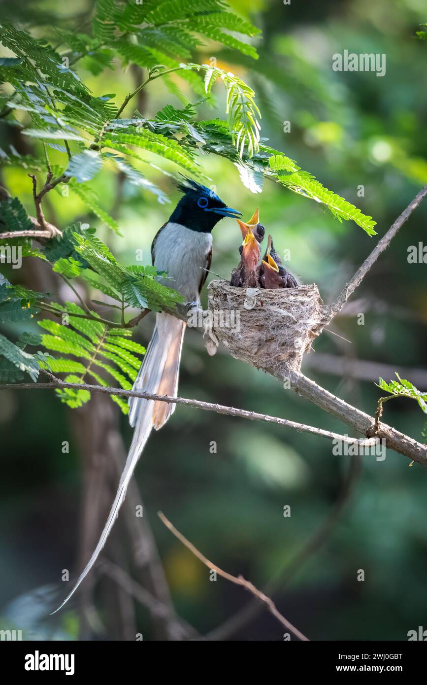 I pulcini raggiungono il loro uccello genitore CHANDIGARH, INDIA ADORABILI IMMAGINI mostrano un gruppo di pulcini Paradise Flycatcher che cantano per la loro cena. Imag Foto Stock