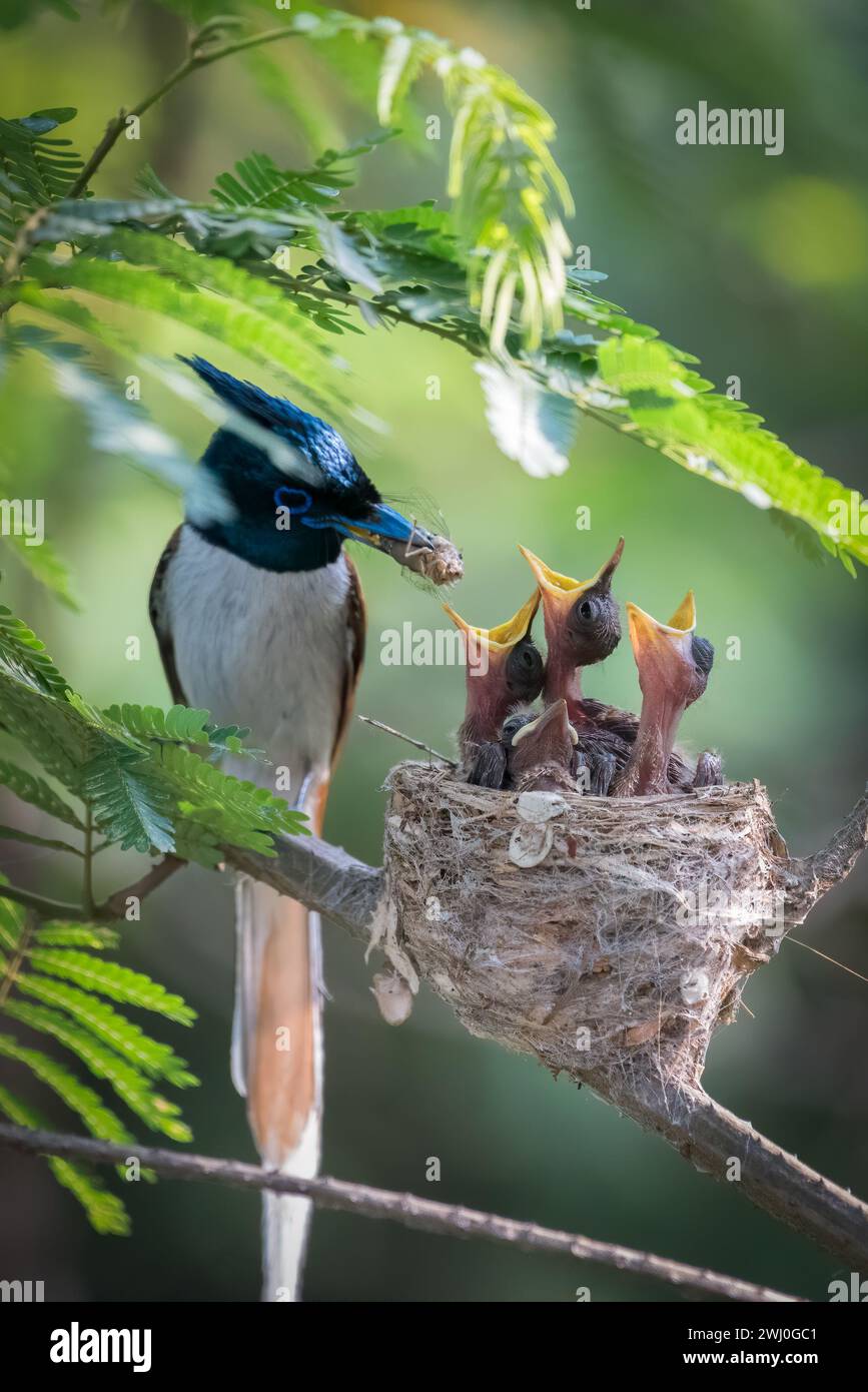 Un uccello genitore viene a dare da mangiare ai bambini CHANDIGARH, INDIA ADORABILI IMMAGINI mostrano un gruppo di pulcini Paradise Flycatcher che cantano per la cena. Immagini Foto Stock