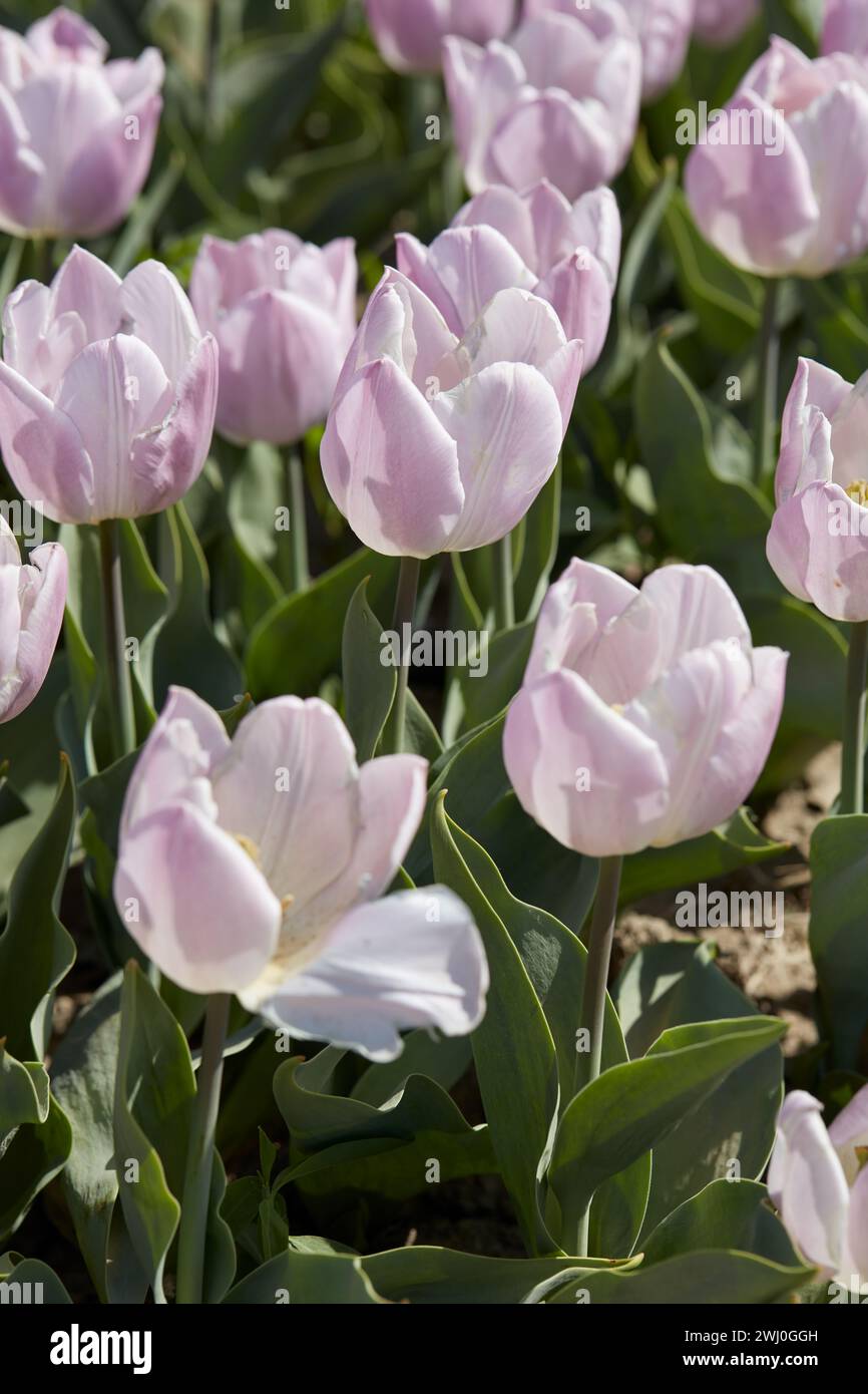 Tulip Candy Prince, fiori viola pallido alla luce del sole primaverile Foto Stock