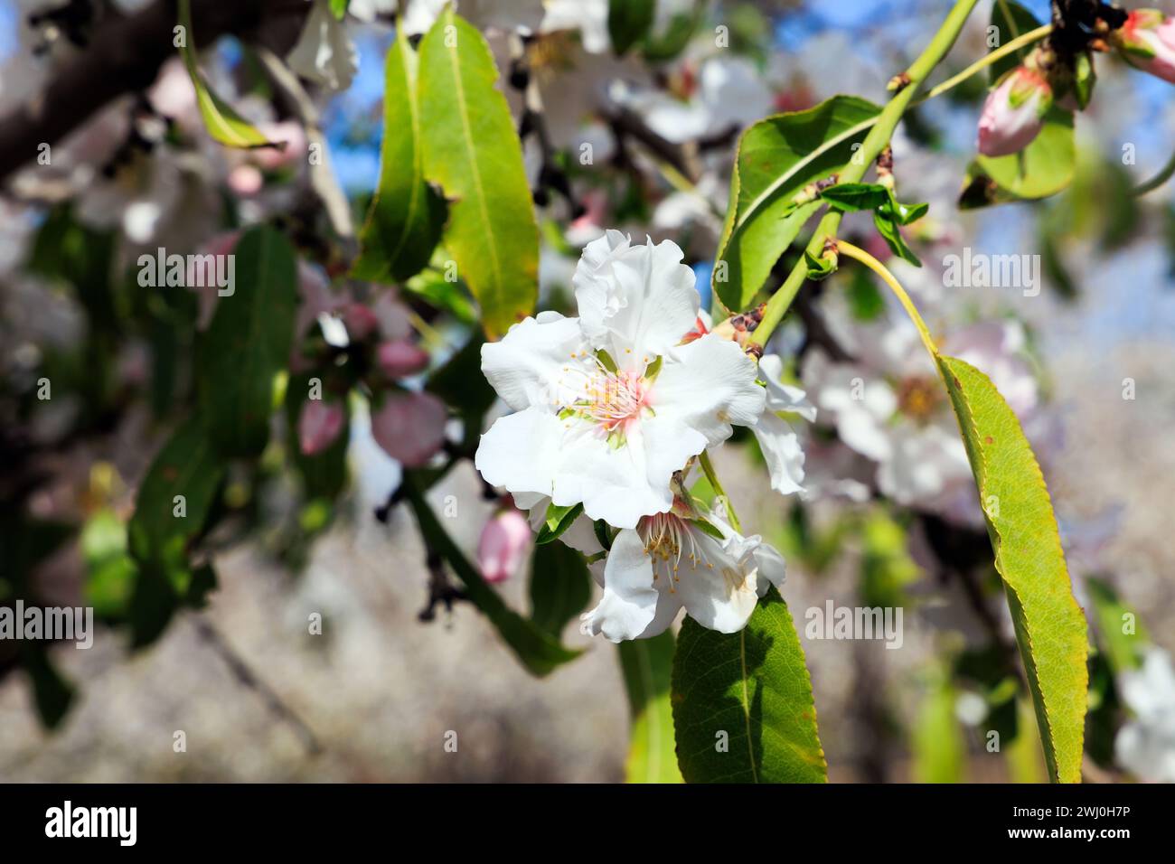 Almond grove Foto Stock