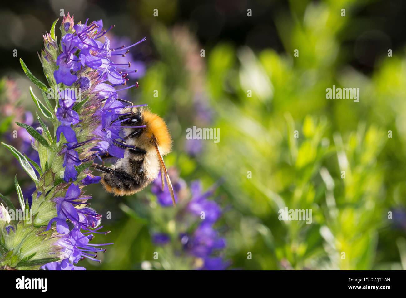 Ackerhummel, Acker-Hummel, Hummel, Weibchen, Blütenbesuch an Ysop, Isop, Bombus pascuorum, Bombus agrorum, Megabombus pascuorum floralis, comune carde Foto Stock