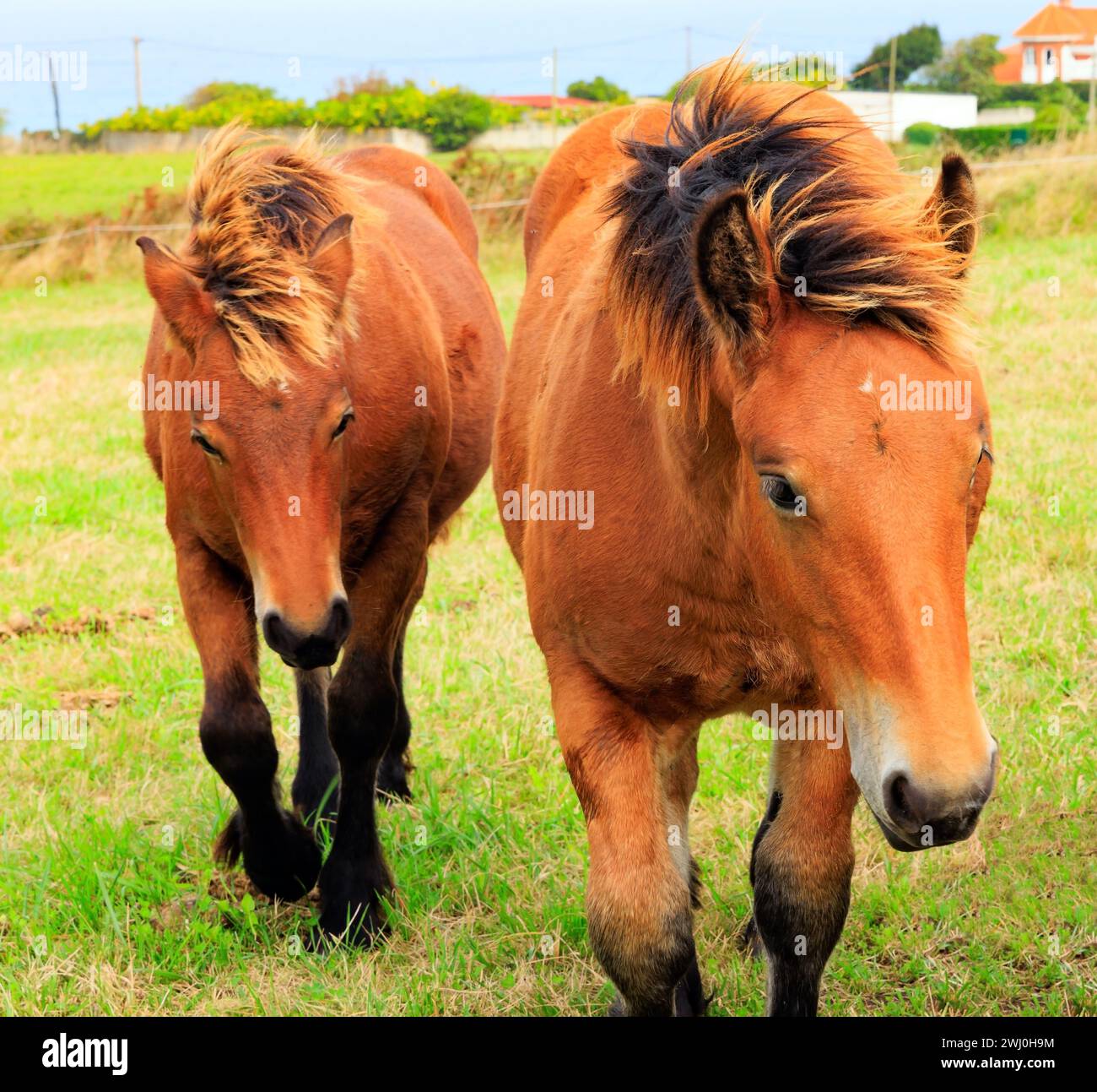 Ritratto di gruppo di cavalli Foto Stock